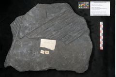 Foto (Objekt + Etikett) von Sigillaria subrotunda Brongniart (NHMW-GEO-2024-0188-11044)